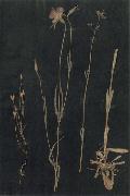 Paul Klee Herbarium oil on canvas